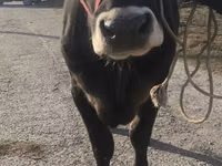 بقرة, Swiss cattle — الصورة 2