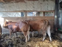 Bull, Limousin cow — photo 1