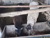 Ram, Sheep — photo 2