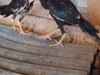Guinea fowl — foto 3