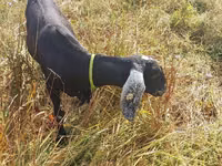 عنزة, Nubian Goat — الصورة 3