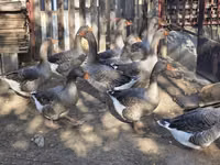 Geese — zdjęcie 4