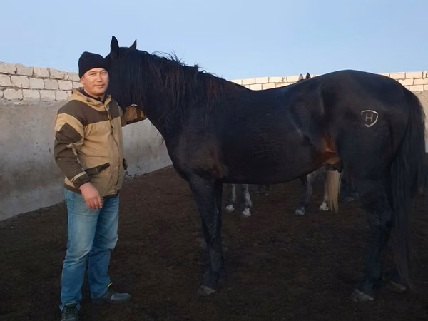 Horse (M), Kushum Horse