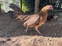 Danish hen — photo 4