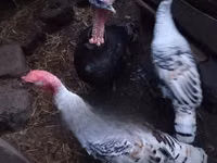 Turkeys — foto 1