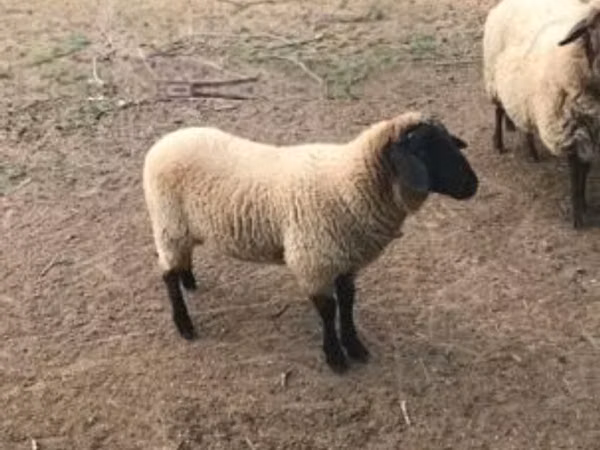 Koyun, Tsigai sheep — Macaristan