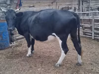 ላም, Cattle — ፎቶ 2