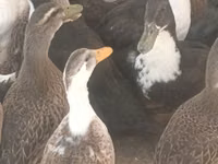 Ducks — photo 3