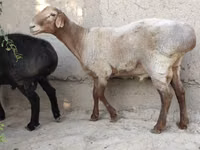 Qoç, Blackheaded Persian sheep — foto 2