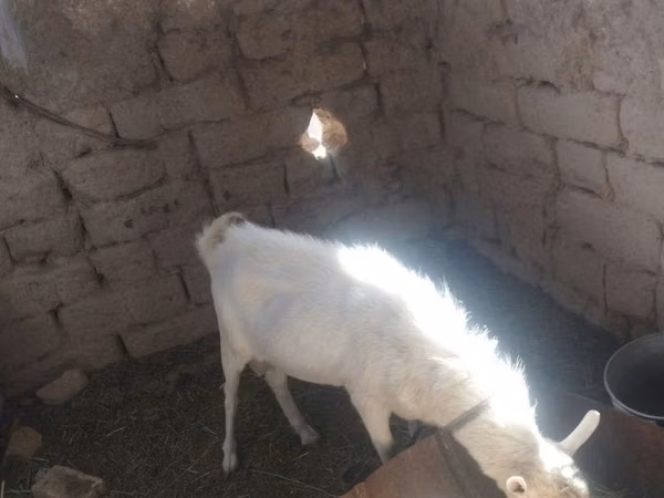 Billy Goat, Goats — Uzbekistan