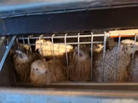 Quails — عکس 6