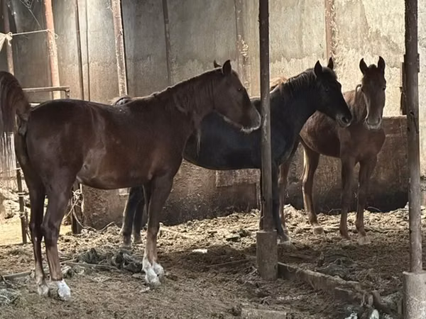 Асп, Horse breed