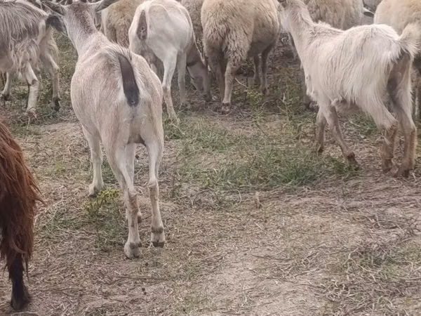 Goat, Goats — Moldova