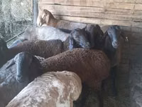 بز نر, بز — عکس 3
