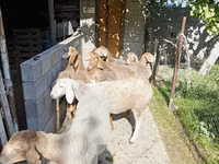Sheep, Arashan sheep — photo 6