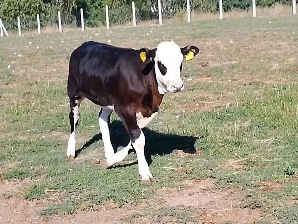 Cow, Hereford — Poland