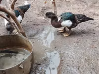 Ducks — عکس 4