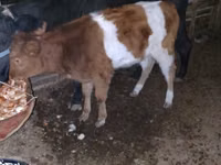 วัวตัวเมีย, Simmental cattle — รูปภาพ 1