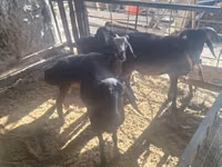 Ram, Sheep — photo 4