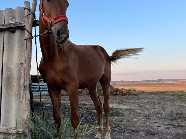 Horse (M), Horses — Moldova