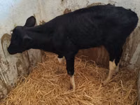Boğa, Holstein ırkı — foto 7