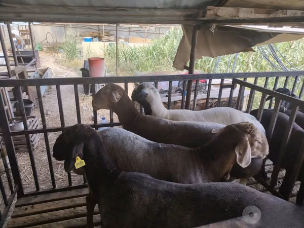 Ram, Sheep — Uzbekistan