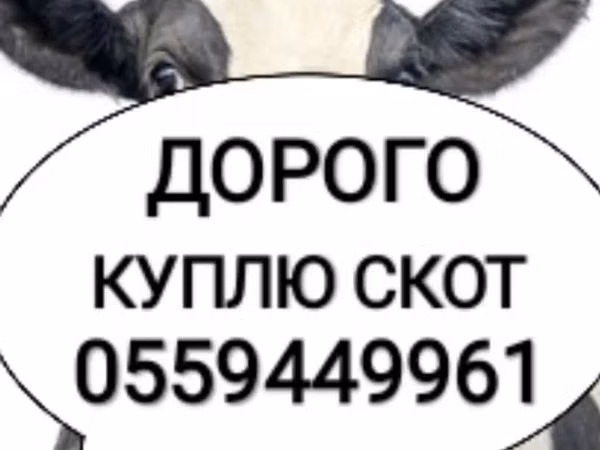 Cattle (batch, sex not specified), Cattle — Kyrgyzstan