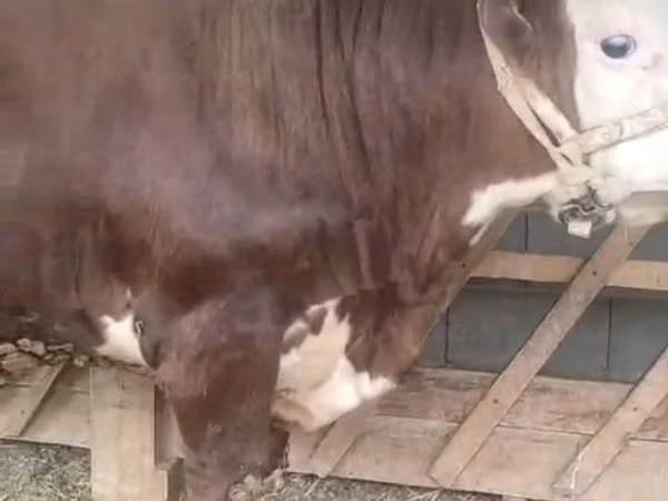 Bull, Hereford — Kazakhstan