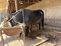 सांड, मवेशी — फ़ोटो 1