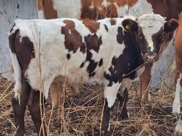 Bull, Simmental cattle — Kazakhstan