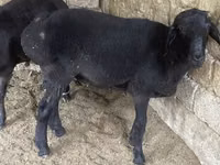 Kambing jantan, Sheep — foto 2