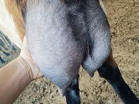 Kambing jantan, Nubian Goat — foto 1