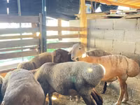 قوچ, Rhon sheep — عکس 7