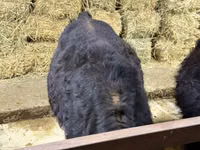 Bull, Simmental cattle — photo 8