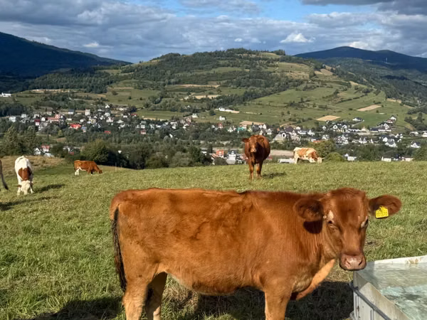 Cow, Limousin cow — Poland