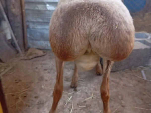 Ram, Arashan sheep — Kyrgyzstan