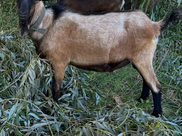 Kambing jantan, Goats — Moldova