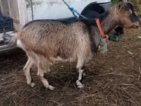 Goat, Goats — photo 4
