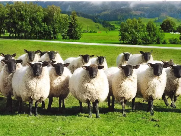Sheep, Romanov sheep — Russia
