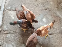 Chickens — photo 3