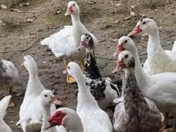 Ducks — Угорщина