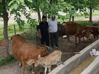 Vacă, Bovine — foto 2