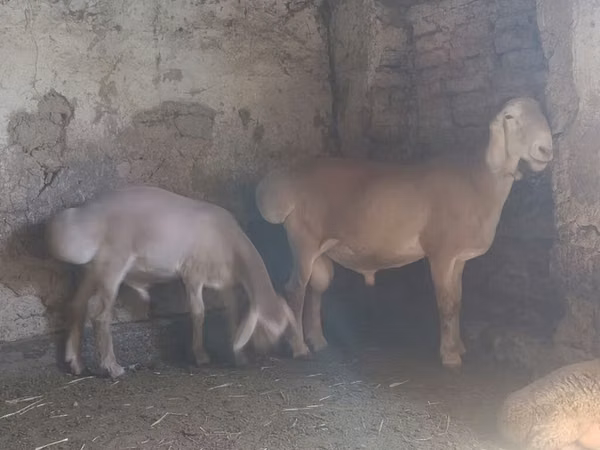 Ram, Rhon sheep — Kyrgyzstan