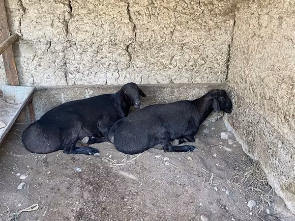 Ram, Sheep — Uzbekistan
