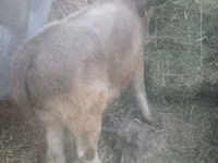Bull, Auliekol breed — photo 4
