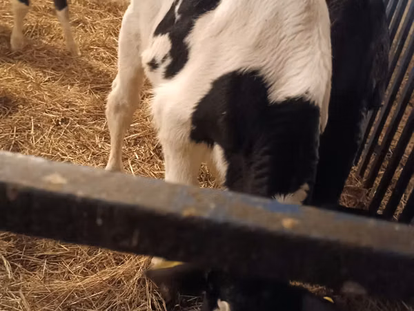 Boğa, Russian Black pied cattle
