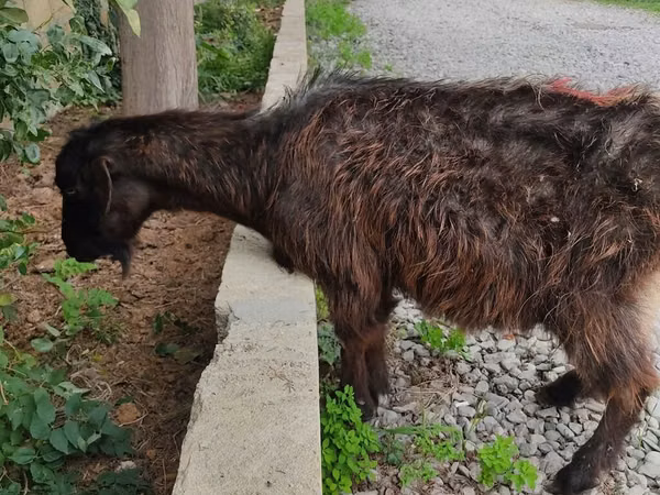Cabra, Cabras