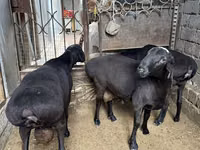 የጎትት አውራ በግ, Sheep — ፎቶ 2