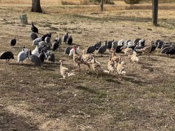 Guinea fowl