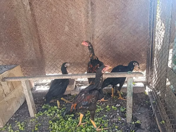 Chickens — Kyrgyzstan